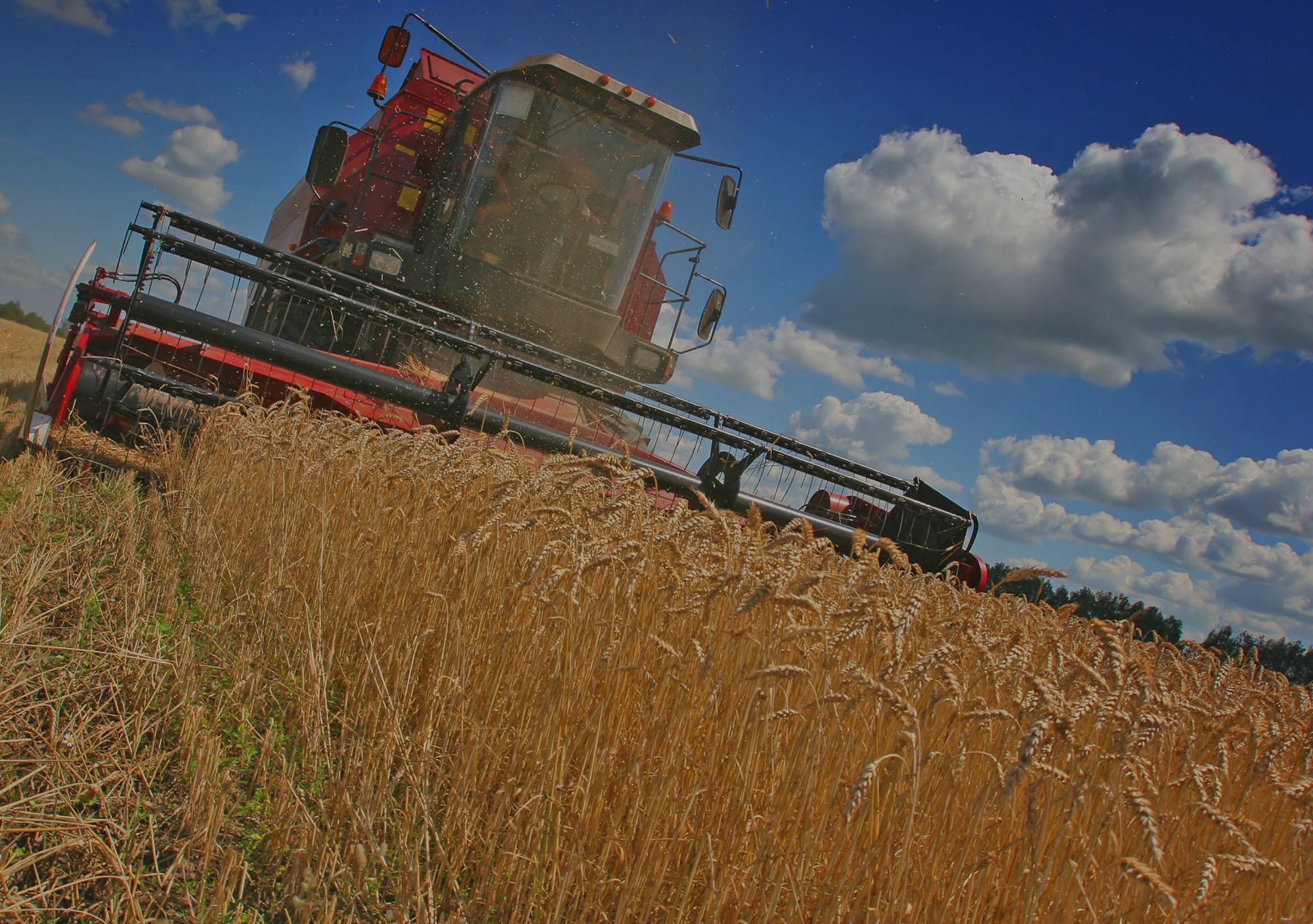 Правительство РФ продаст 1,5 млн тонн зерна из интервенционного фонда
