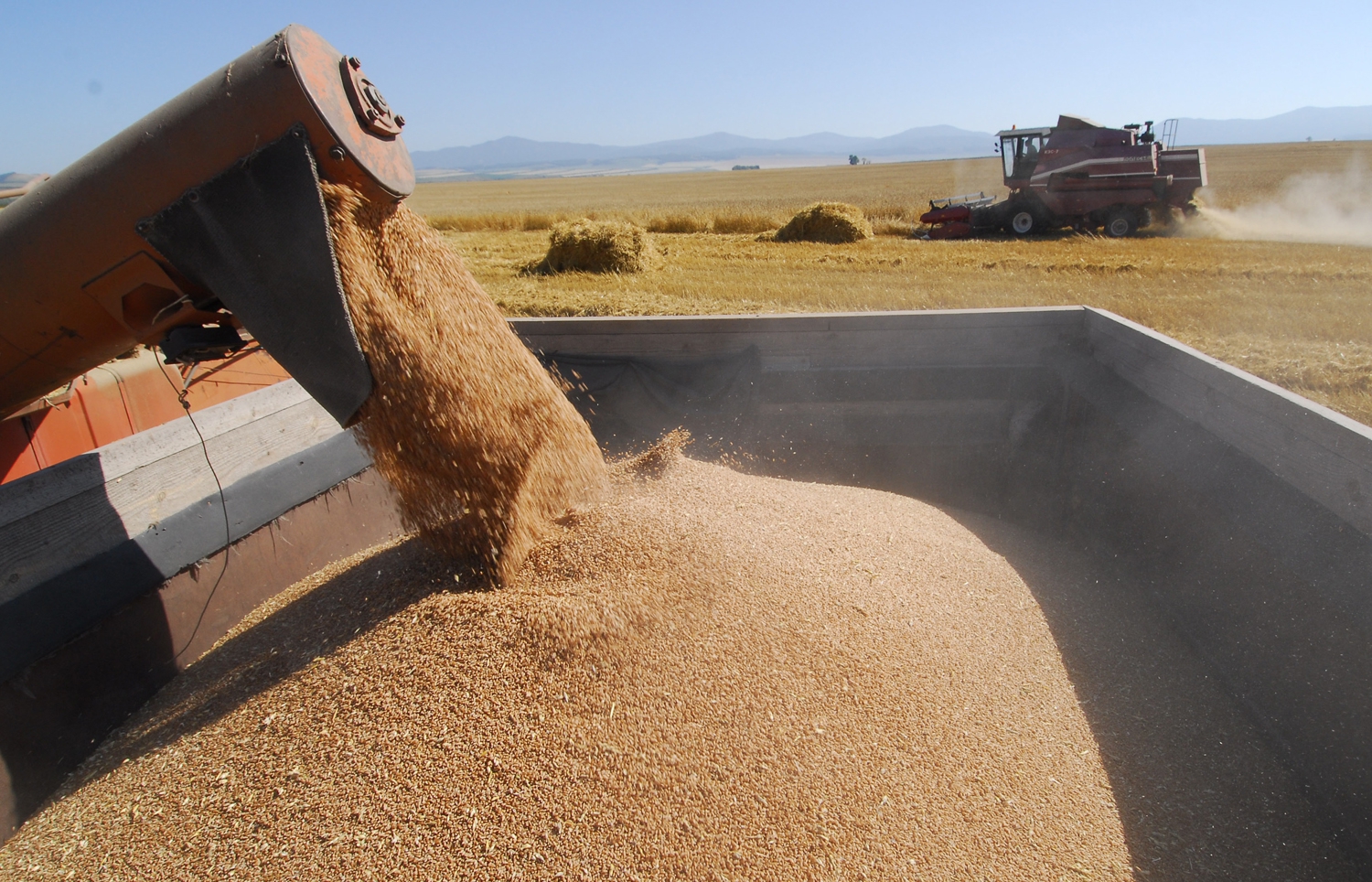 Цены на зерно на Юге продолжают расти