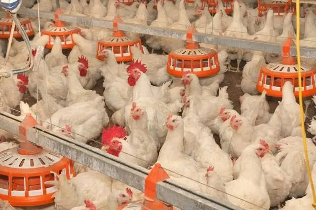 Экспорт мяса птицы из Ставрополья увеличился на 7,2% в I квартале этого года