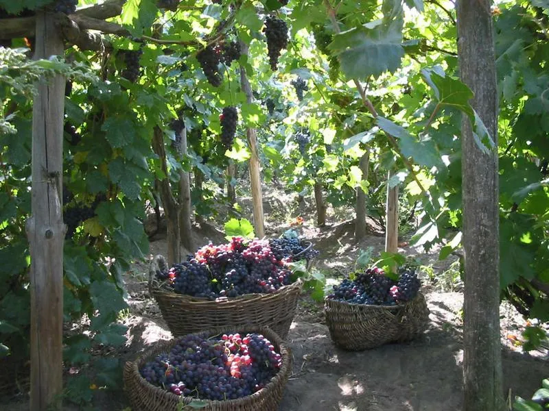 Виноделие на Дону собираются оживить субсидиями и туризмом
