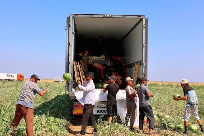 Аграрии Астраханской области собрали более 120 тысяч тонн бахчевых