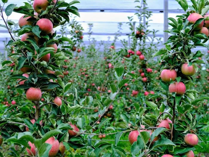 На Кубани садоводам выделят более 1,3 млрд рублей господдержки