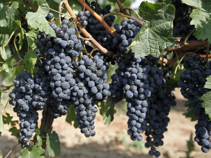 Кубань вырастила винных лидеров: в чем уникальность формулы виноделия края