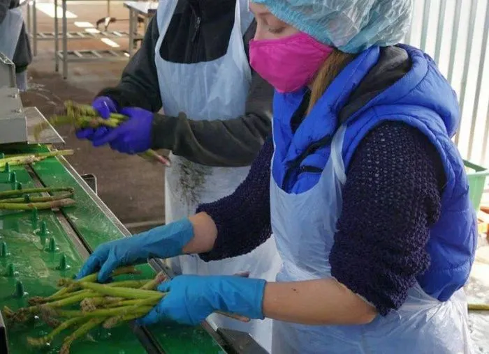 В Северной Осетии собрали рекордный урожай спаржи