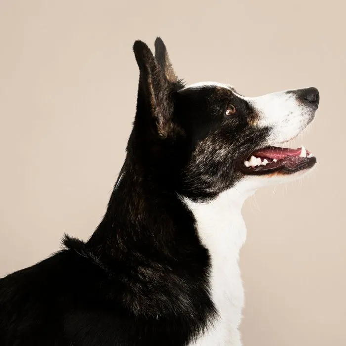 Попустительство и безразличие: что привело к массовой гибели животных в приюте в Ростовской области