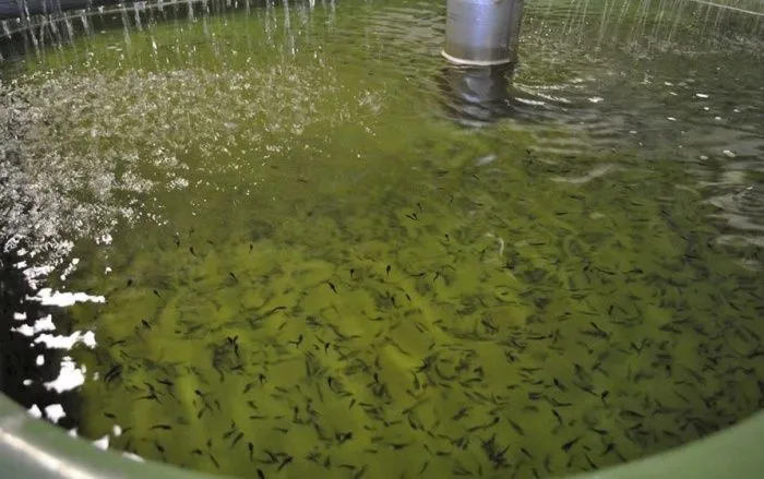 В Ростовской области модернизируют рыбзавод и центр аквакультуры за 2,2 млрд рублей