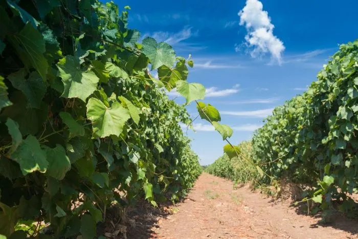 «Абрау-Дюрсо» открыла питомник виноградных саженцев полного цикла в Краснодарском крае