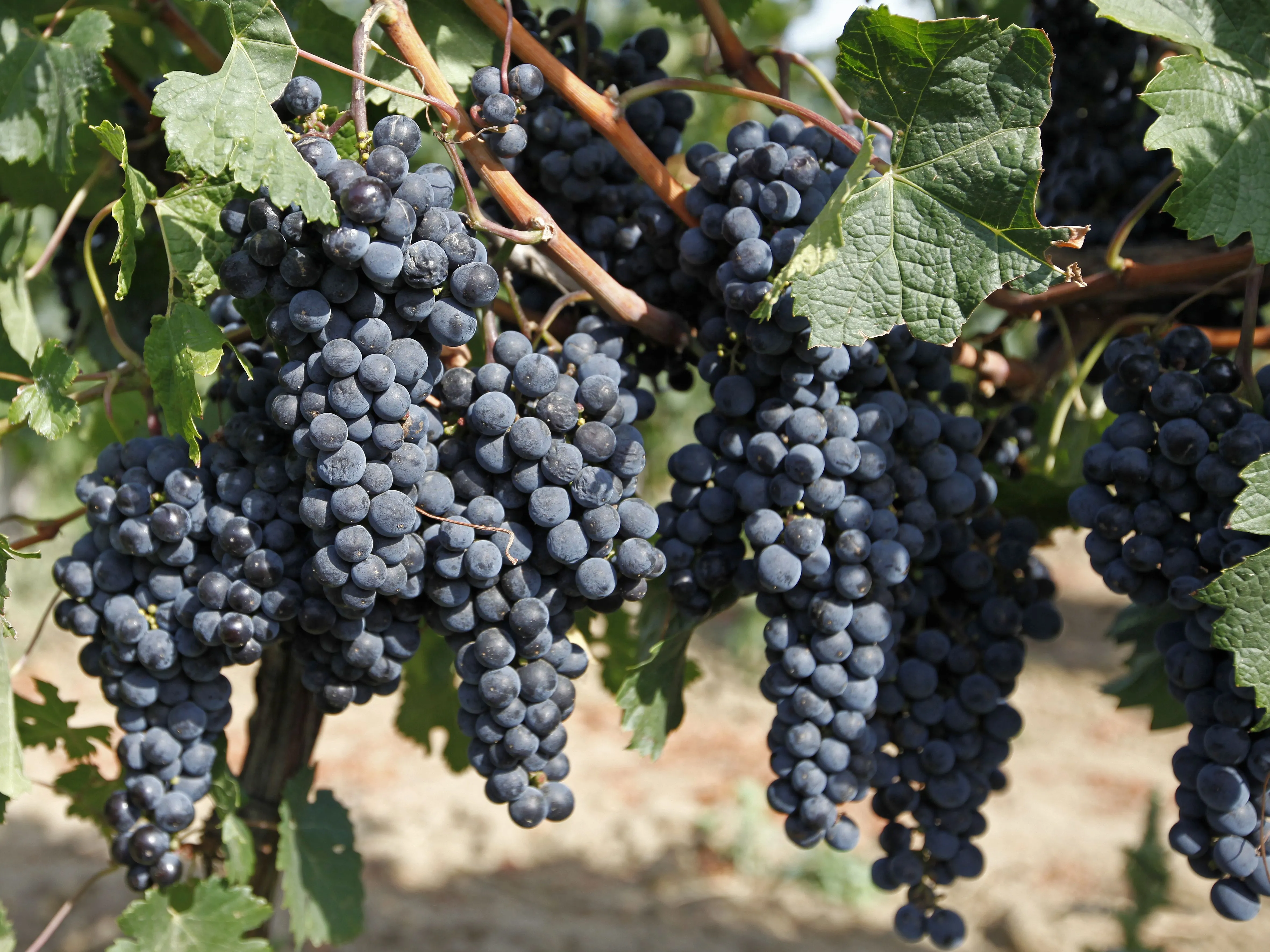 Кубань вырастила винных лидеров: в чем уникальность формулы виноделия края