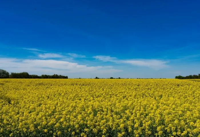 На Кубани увеличили площади сева озимого рапса
