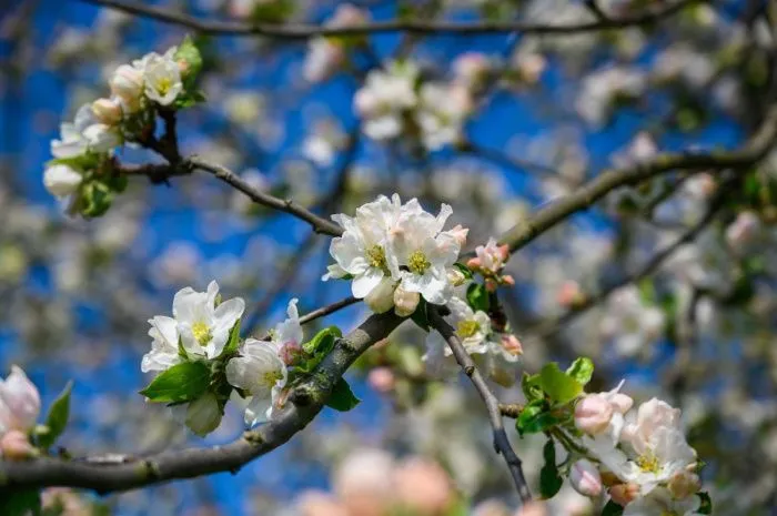 В Ставропольском крае урожай абрикосов и вишни может снизиться в два раза