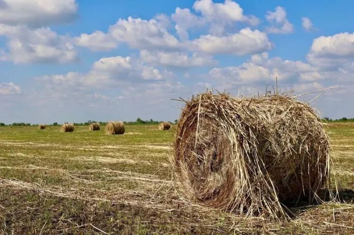 Объем выданных агростартапов в Астраханской области за шесть лет превысил 560 млн рублей