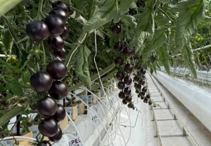 В Астраханской области собирают первый урожай черных томатов