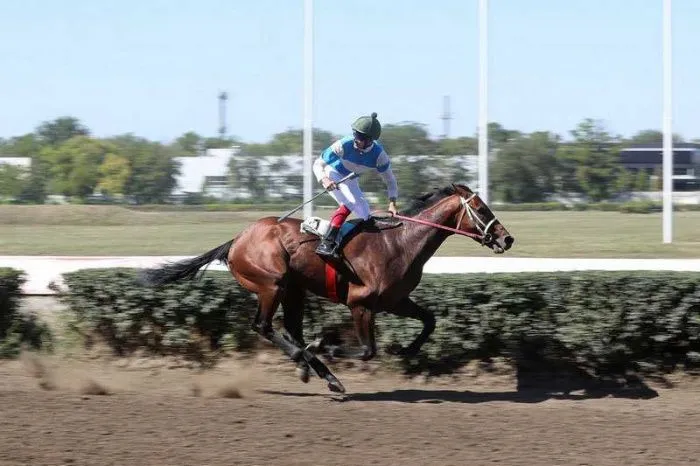 СМИ: Ростовский ипподром объявил о закрытии