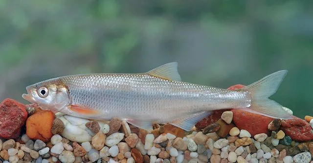 В Ростовской области могут разрешить вылов шемаи