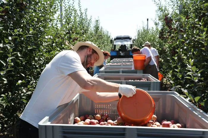 В Кабардино-Балкарии урожай плодов и ягод вырос на 22% по сравнению с прошлым годом