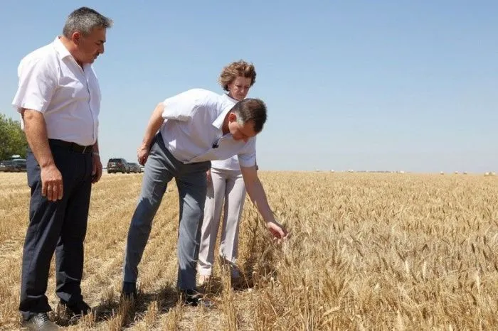 Потери Ростовской области, надежды Кубани и рекорды Адыгеи: как регионы Юга завершают уборку ранних зерновых