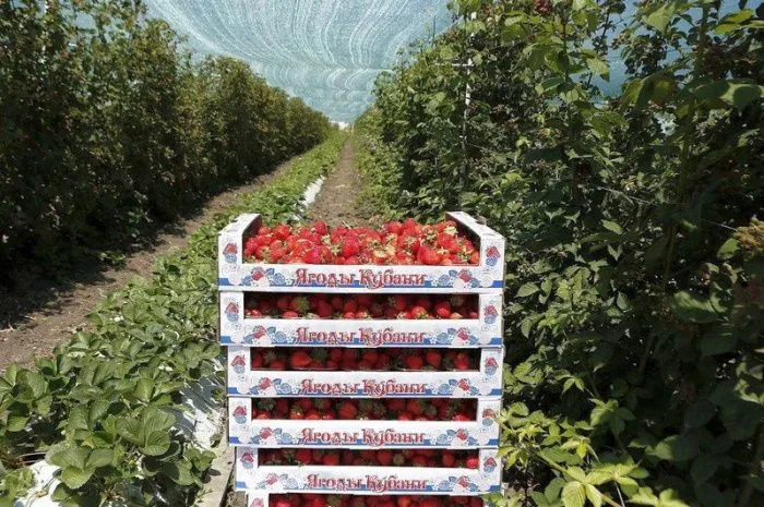 В Краснодарском крае в 2025 году на 35% сократился валовой сбор ягод