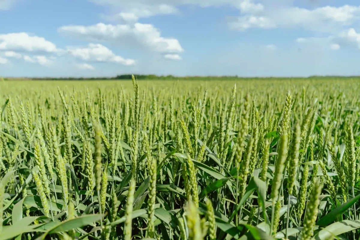 Агрохолдинг «СТЕПЬ» получил премию «Агроинвестор года – 2025»