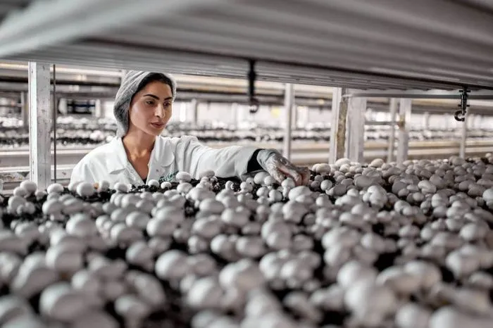 Как после дождя: грибоводы Кубани увеличили производство на 14% в 2025 году