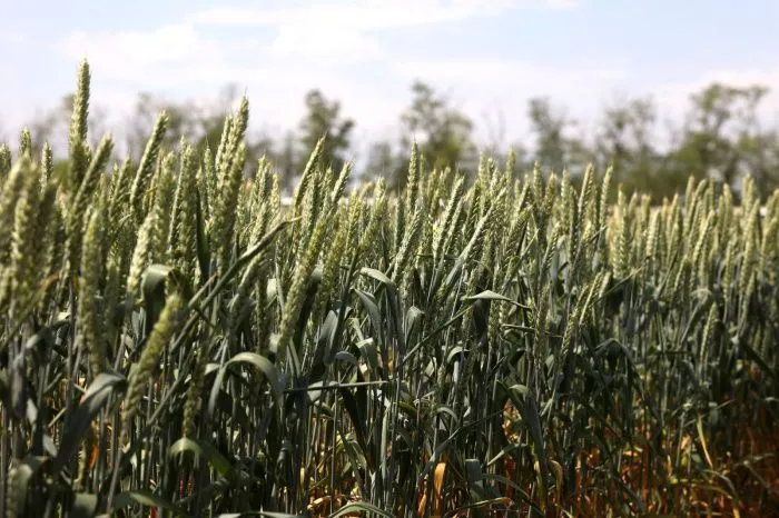 В десяти районах Ростовской области введут режим чрезвычайной ситуации из-за засухи