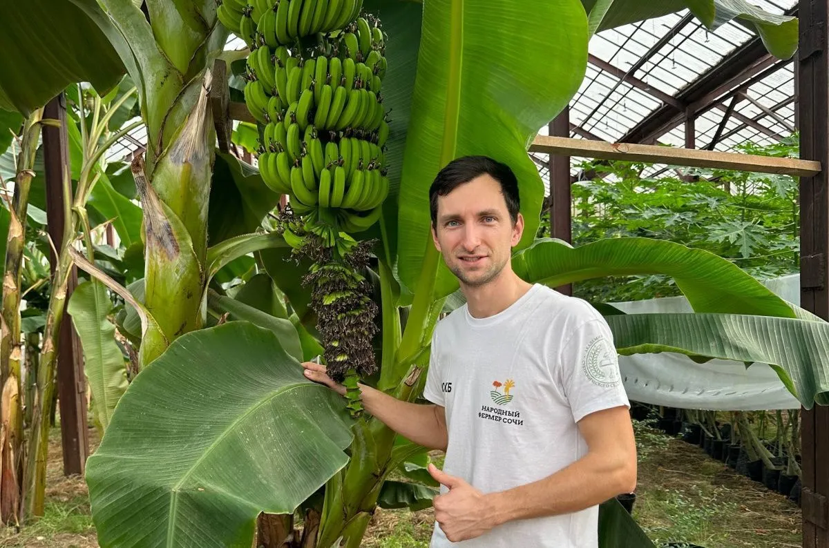 Российские бананы и папайя: сочинский эксперимент по выращиванию экзотических культур хотят масштабировать на всю страну