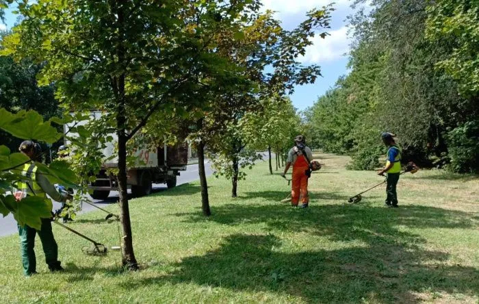 Вокруг Ростова-на-Дону создадут «зеленый пояс» защитных лесов