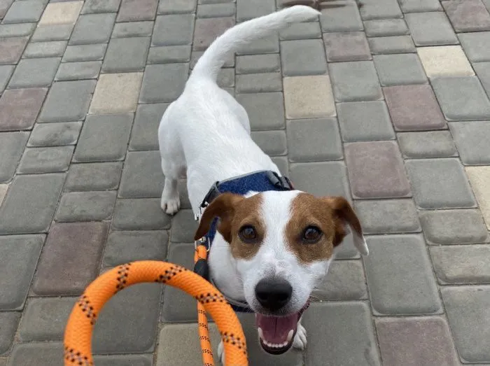 Роскачество предупредило о мошеннических схемах с угрозой изъятия домашних животных