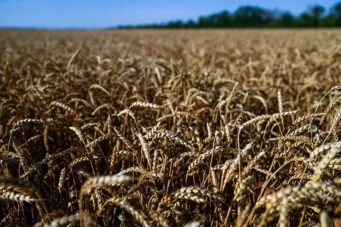 Агрохолдинг «Степь» работает над новым сортом пшеницы