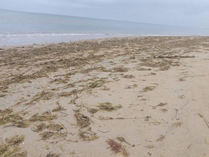 На побережье Анапы снова обнаружили следы мазута