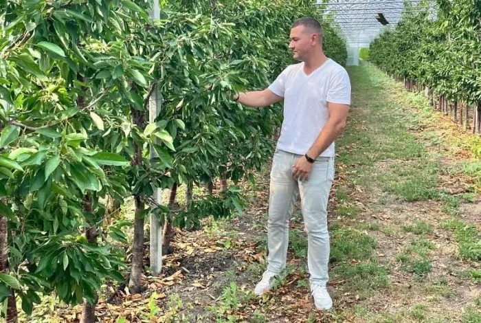 В 2025 году в Ростовской области ввели первый в России тепличный комплекс по выращиванию черешни 