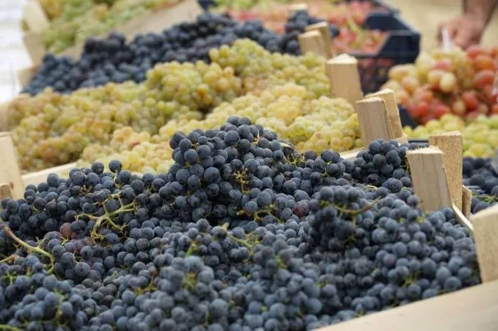 Объем господдержки отрасли виноградарства в Дагестане превысил 900 млн рублей