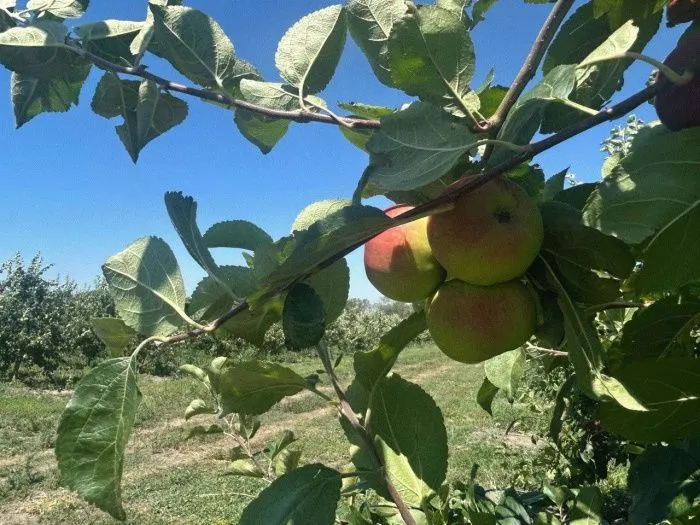 На Ставрополье до конца года заложат более 517 га новых садов