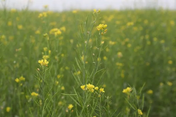 В Волгоградской области в 3 раза вырос экспорт горчичной продукции в 2024 году