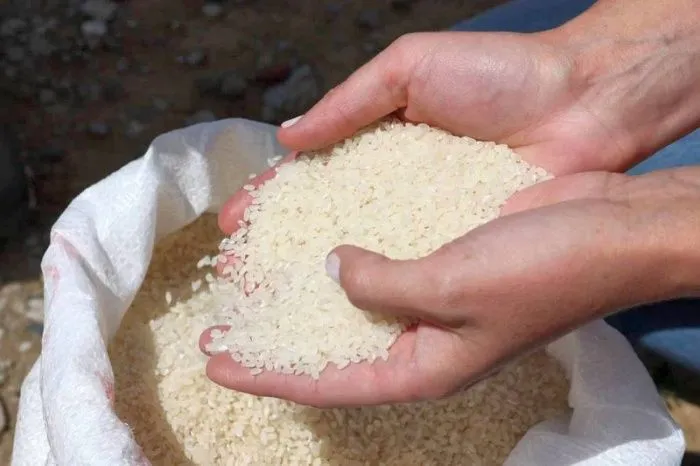 В 2025 году в Астраханской области планируют собрать более 68 тысяч тонн риса