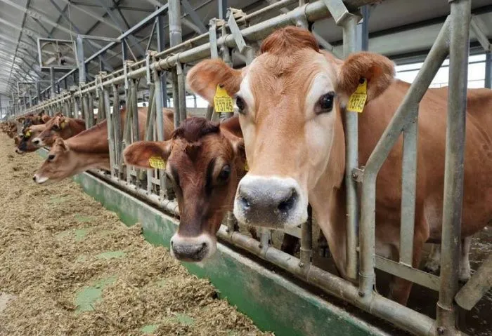 Власти Ставропольского края заявили об увеличении объемов производства молока