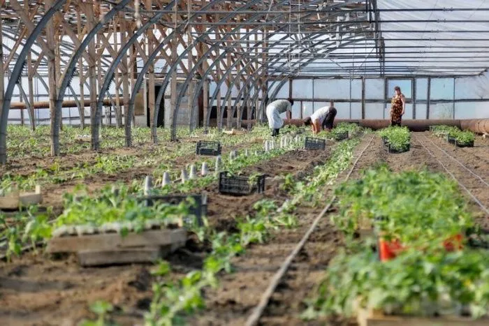 В Астраханской области могут отменить квоты на работу мигрантов из-за угрозы потери урожая овощей