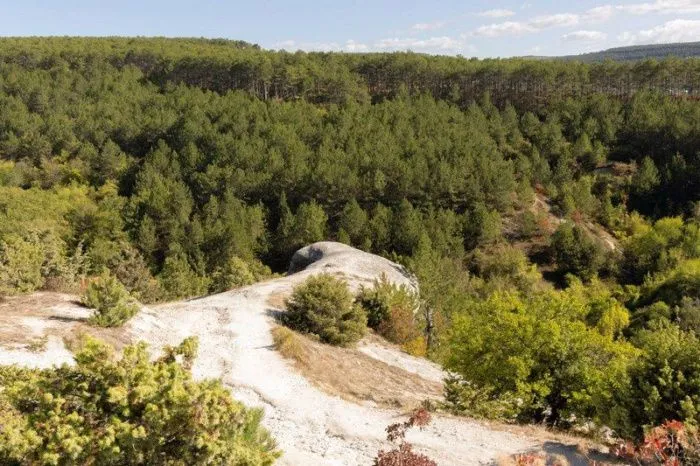 На восстановление лесополос в Крыму до 2028 года направят 180 млн рублей