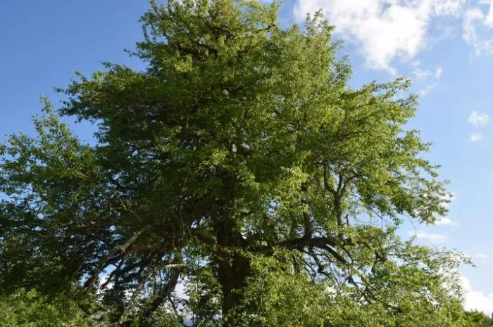 В окрестностях Сочи нашли древний черкесский сад