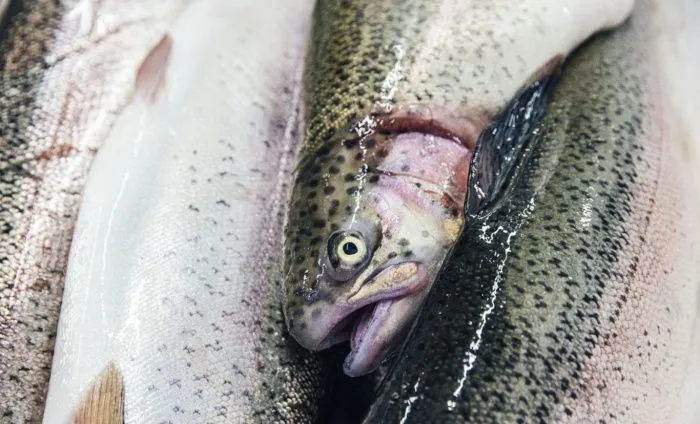 Северная Осетия увеличила производство товарной рыбы на 26% в I квартале 2025 года 