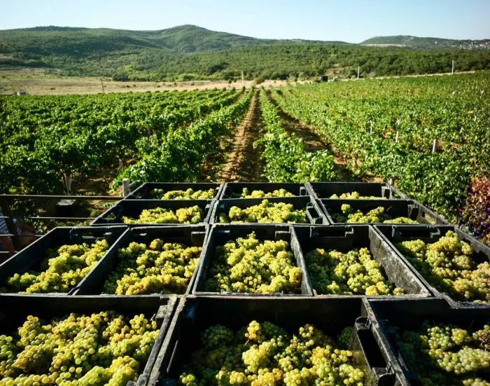 В Севастополе инвестиции в три проекта в сфере виноделия превысят 12,5 млрд рублей