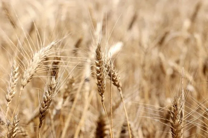 В Ростовской области могут начать применять практику принудительного вызова осадков