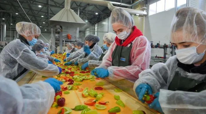 Шоковая заморозка на Юге: как в Адыгее, Волгоградской и Астраханской областях перерабатывают овощи