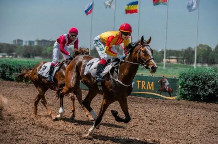 СМИ: Владельцам лошадей на ростовском ипподроме ограничат доступ к ресурсам и не станут продлевать договоры аренды
