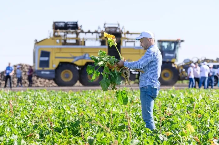Семь хозяйств и один селекционер: как быстро на Ставрополье смогут заместить импортные семена сахарной свеклы