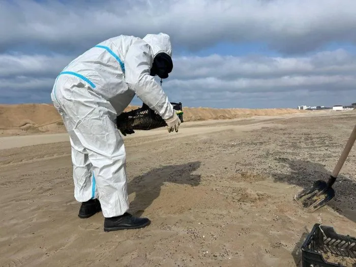 На Кубани обнаружили новые выбросы мазута вдоль всего побережья от Витязево до Благовещенской