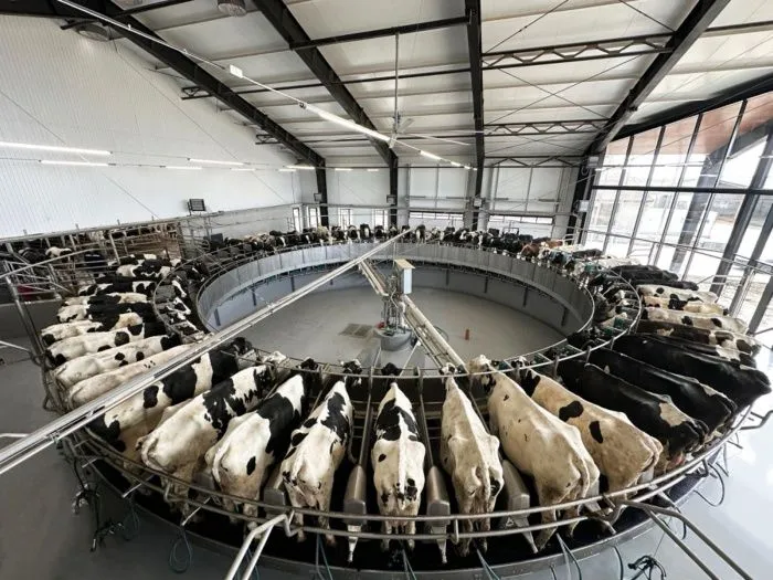 В Зерноградском районе Ростовской области ввели в эксплуатацию доильную карусель на 60 голов