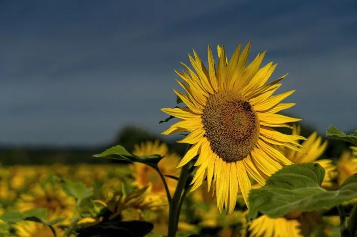 В 12 раз сократился экспорт подсолнечника из Ростовской области в 2025 году