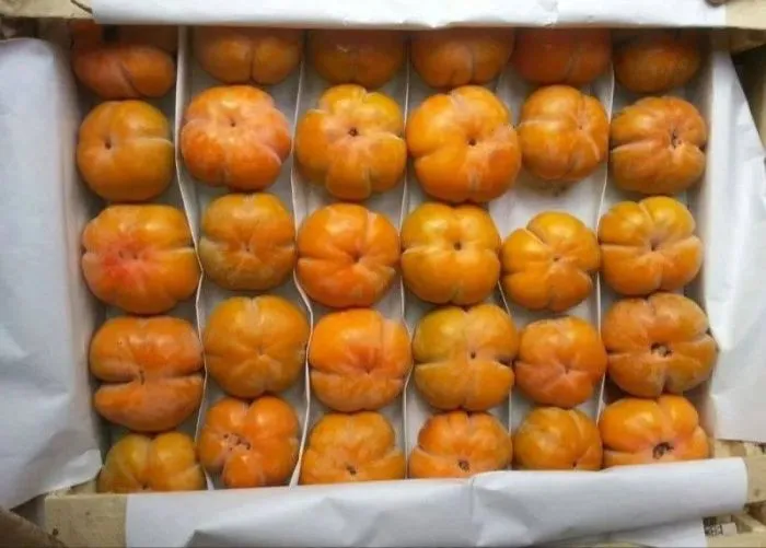 Россельхознадзор обнаружил почти 19 тонн зараженной хурмы на Кубани