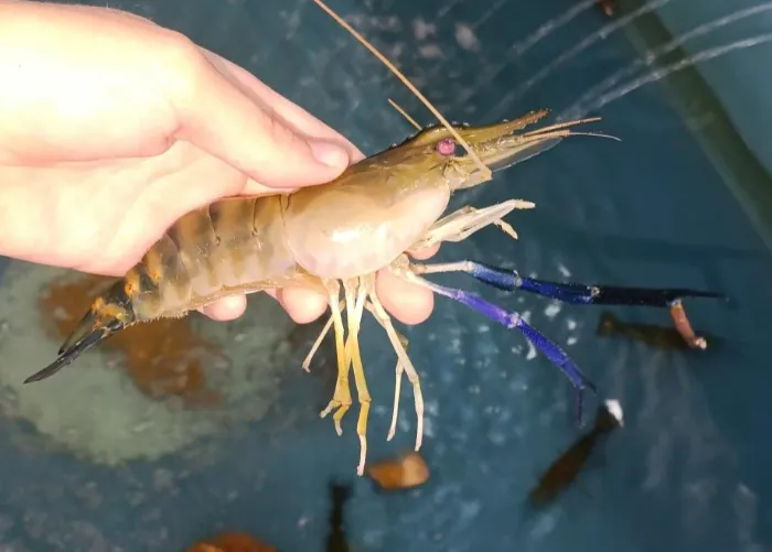 В Ростовской области ученые пытаются создать технологию выращивания гигантских тропических креветок