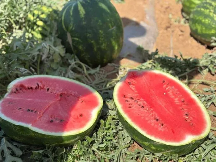 Астраханская область планирует собрать 300 тысяч тонн арбузов в 2025 году